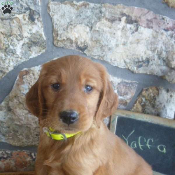 Yaffa, Golden Irish Puppy