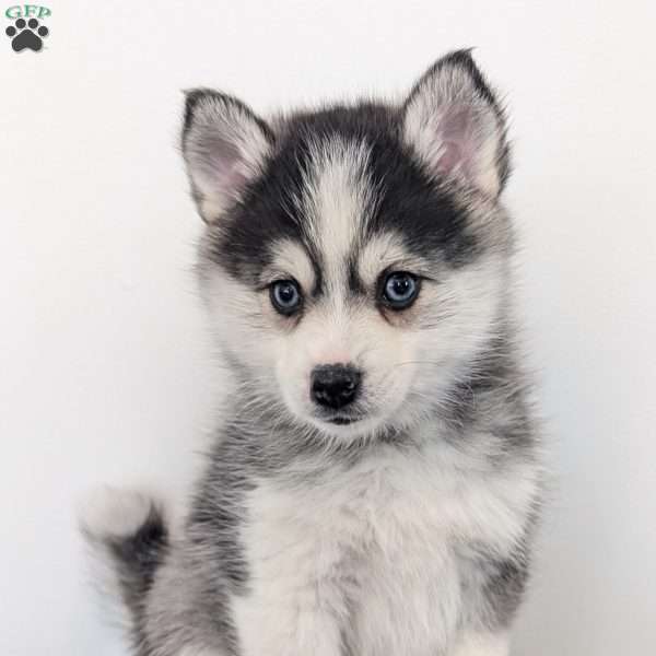 Ivy, Pomsky Puppy