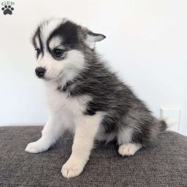 Iris, Pomsky Puppy