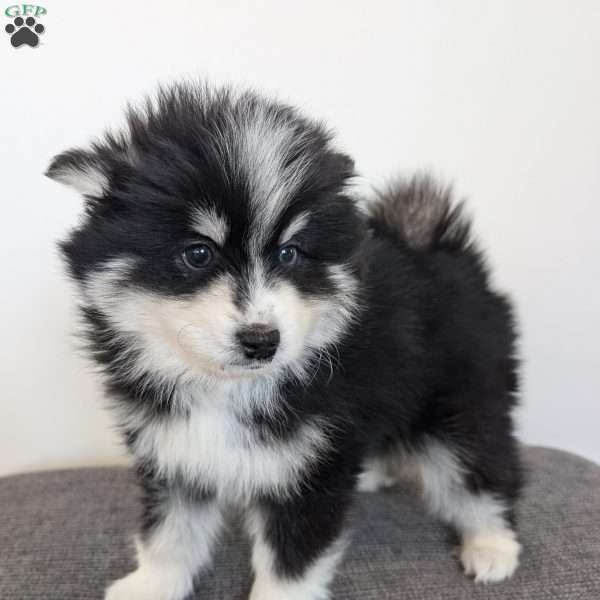 Bandit, Pomsky Puppy