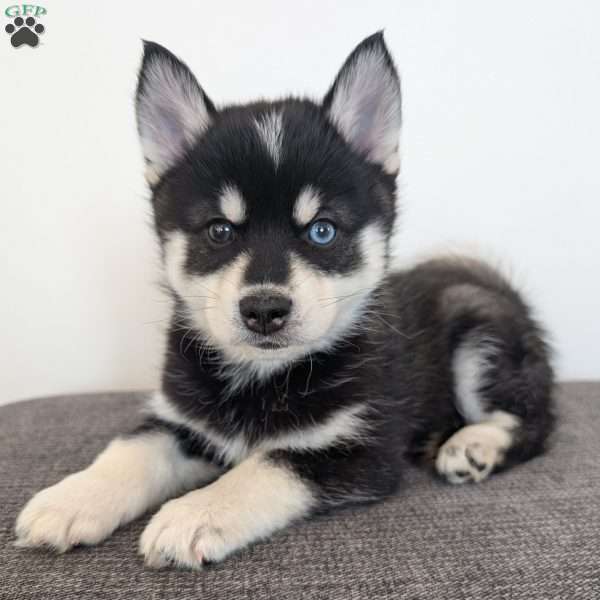 Nash, Pomsky Puppy