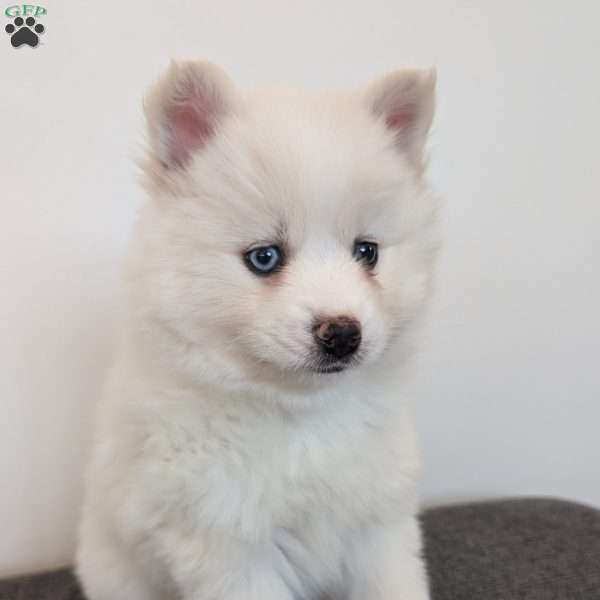 Daisy, Pomsky Puppy