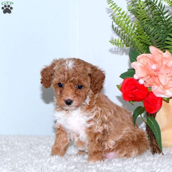 Paisley, Toy Poodle Puppy