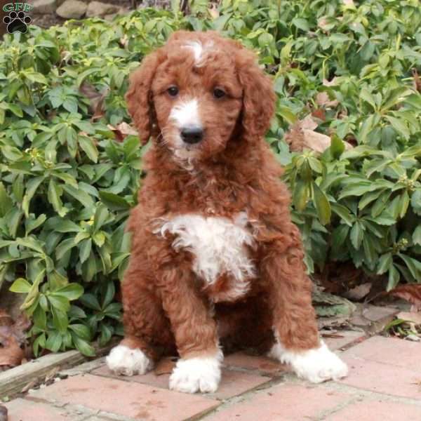 Panda, Mini Goldendoodle Puppy