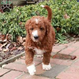 Panda, Mini Goldendoodle Puppy