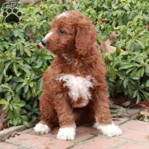 Panda, Mini Goldendoodle Puppy