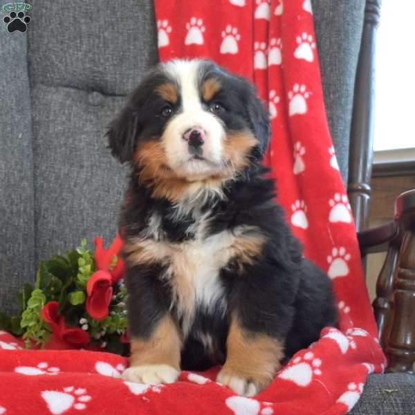 Panther, Bernese Mountain Dog Puppy