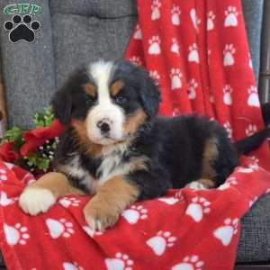 Panther, Bernese Mountain Dog Puppy