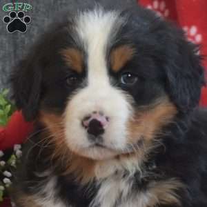 Panther, Bernese Mountain Dog Puppy