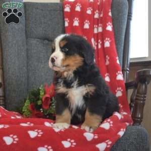 Panther, Bernese Mountain Dog Puppy