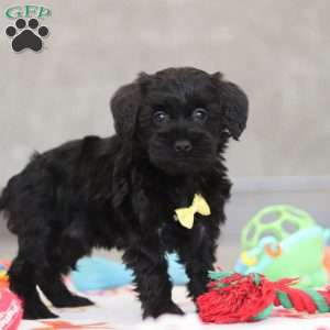 Parker, Schnoodle Puppy