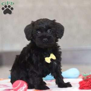 Parker, Schnoodle Puppy