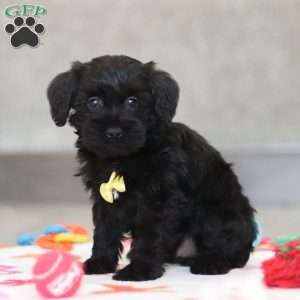 Parker, Schnoodle Puppy