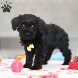 Parker, Schnoodle Puppy