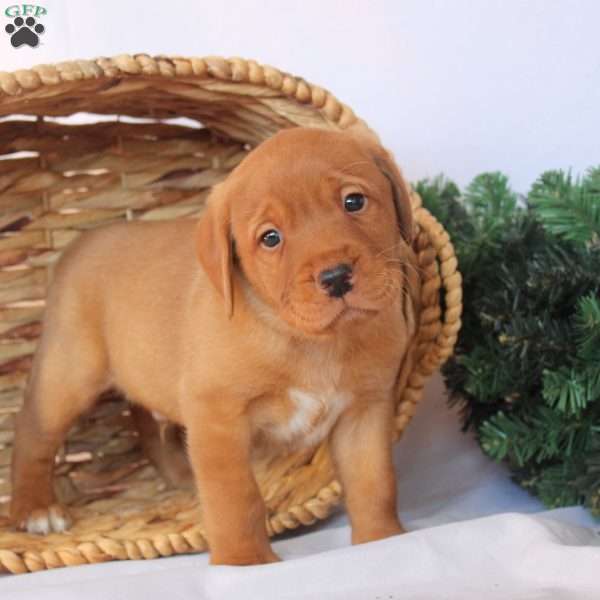 Parker, Fox Red Labrador Retriever Puppy