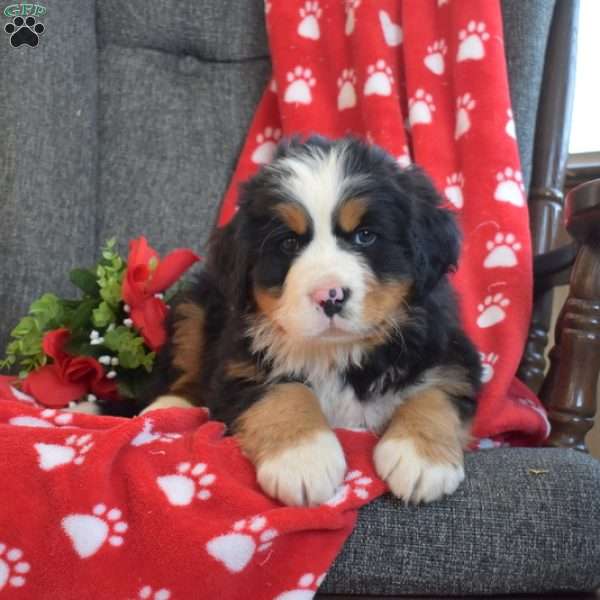 Parker, Bernese Mountain Dog Puppy