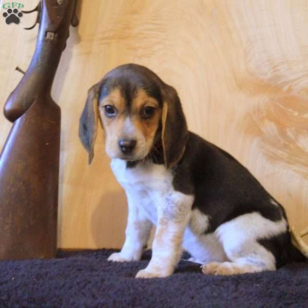 Parker, Beagle Puppy