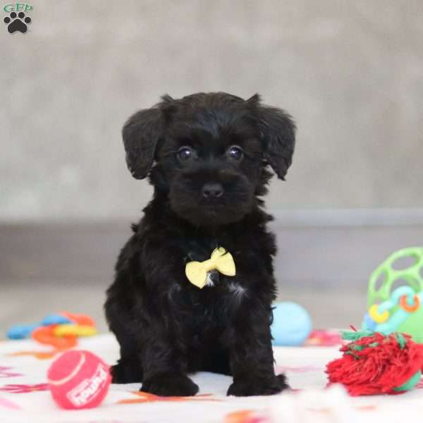 Parker, Schnoodle Puppy