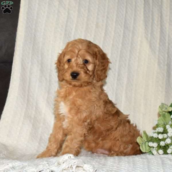 Patches, Cockapoo Puppy