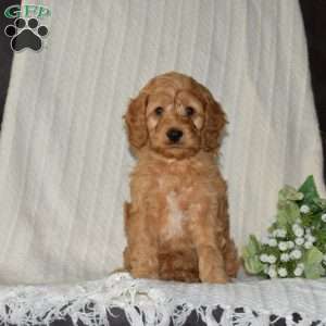 Patches, Cockapoo Puppy