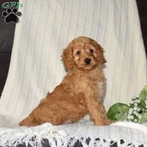 Patches, Cockapoo Puppy