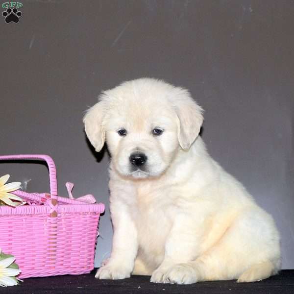 Pathki, English Cream Golden Retriever Puppy