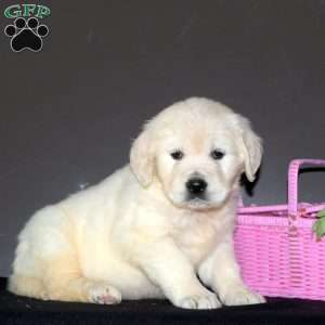 Pathki, English Cream Golden Retriever Puppy