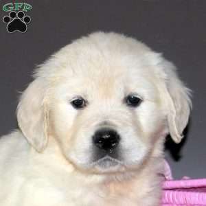 Pathki, English Cream Golden Retriever Puppy