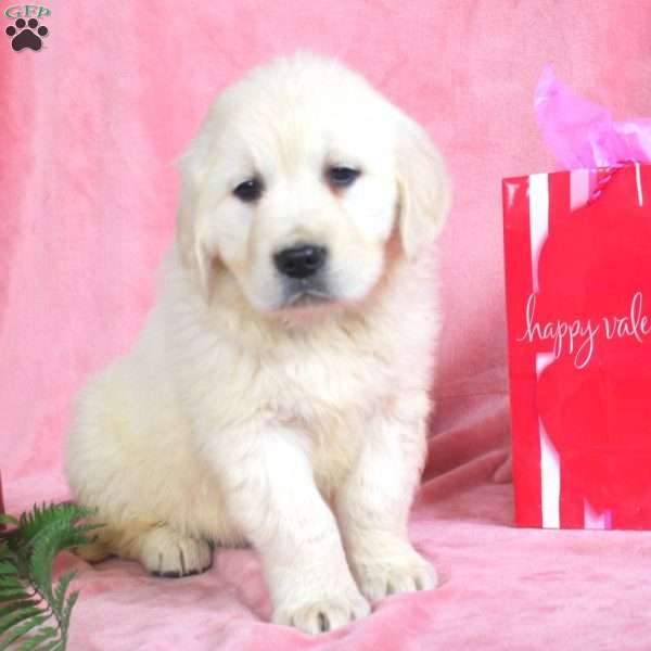 Patience, English Cream Golden Retriever Puppy