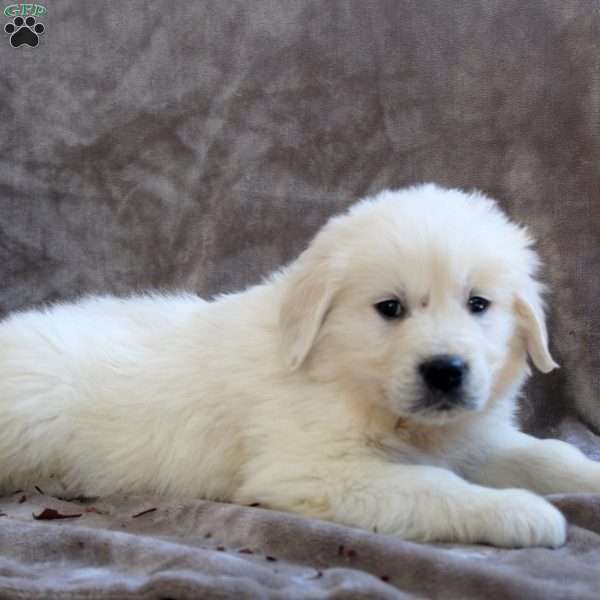 Paul, English Cream Golden Retriever Puppy