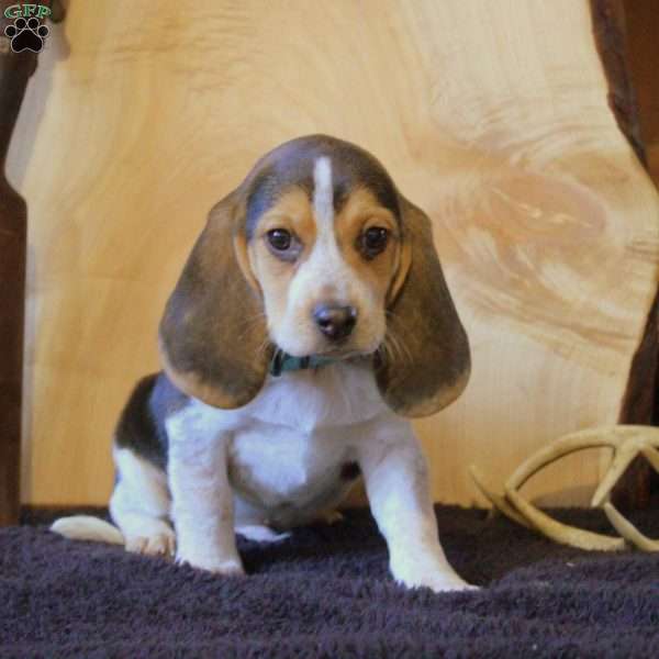 Paul, Beagle Puppy