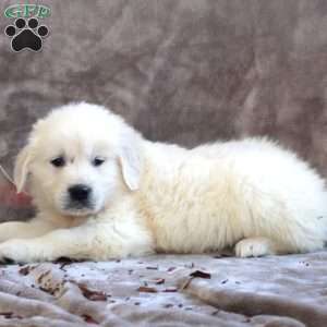 Paul, English Cream Golden Retriever Puppy