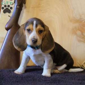 Paul, Beagle Puppy