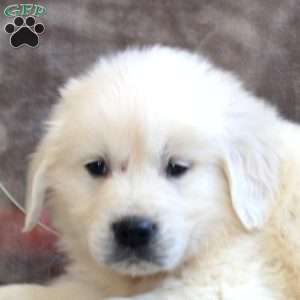 Paul, English Cream Golden Retriever Puppy