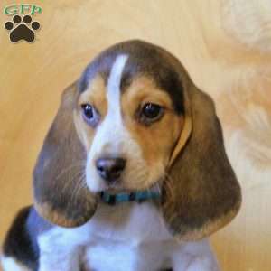 Paul, Beagle Puppy