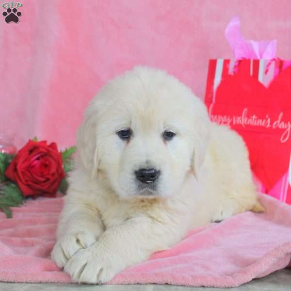 Peace, English Cream Golden Retriever Puppy