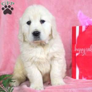 Peace, English Cream Golden Retriever Puppy