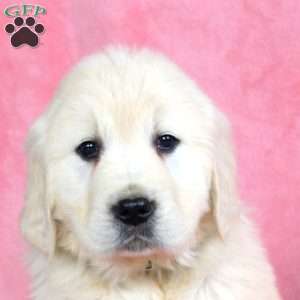 Peace, English Cream Golden Retriever Puppy