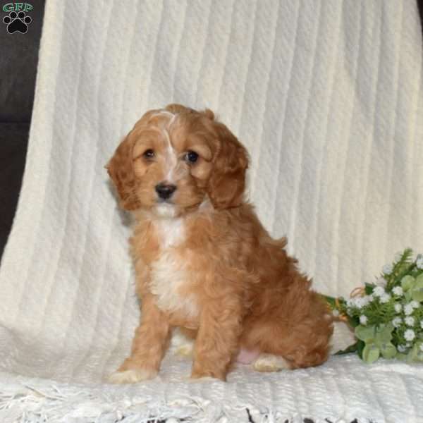 Peach, Cockapoo Puppy