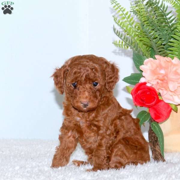 Peanut Butter, Toy Poodle Puppy