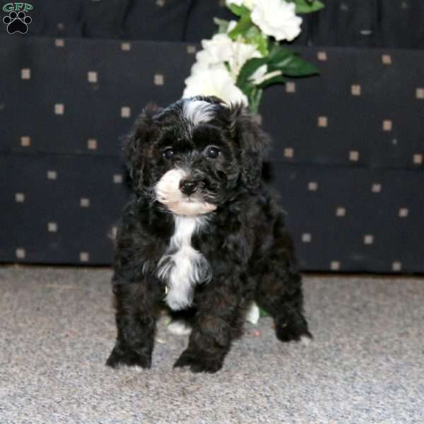 Peanut, Cockapoo Puppy