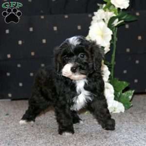 Peanut, Cockapoo Puppy