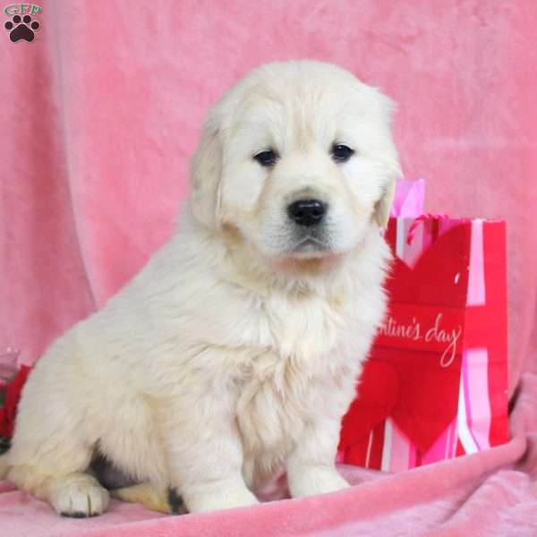 Pearl, English Cream Golden Retriever Puppy