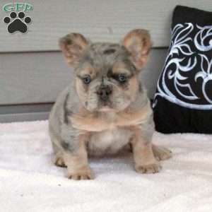 Pearl, French Bulldog Puppy