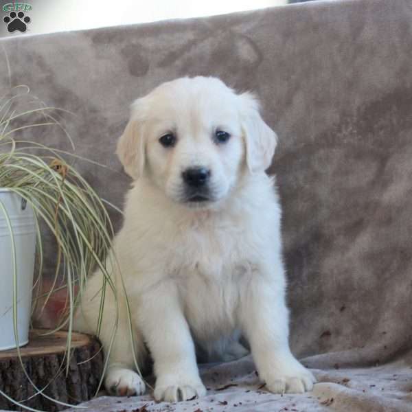 Peggy, English Cream Golden Retriever Puppy