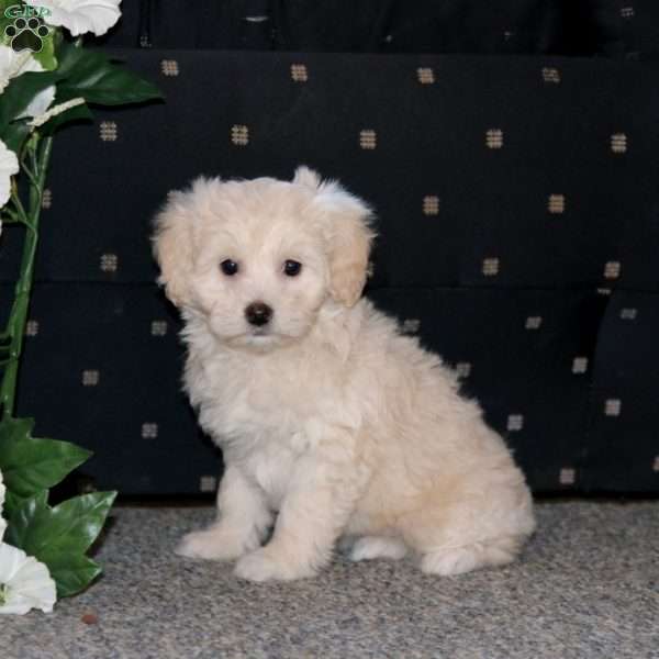 Peggy, Cockapoo Puppy