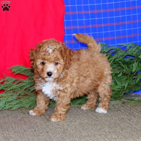 Peggy, Miniature Poodle Puppy