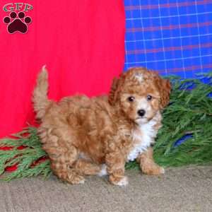 Peggy, Miniature Poodle Puppy