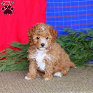 Peggy, Miniature Poodle Puppy