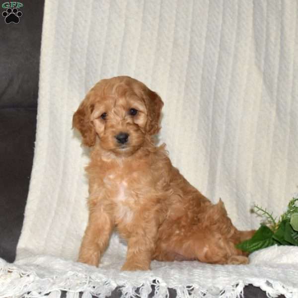 Penelope, Cockapoo Puppy